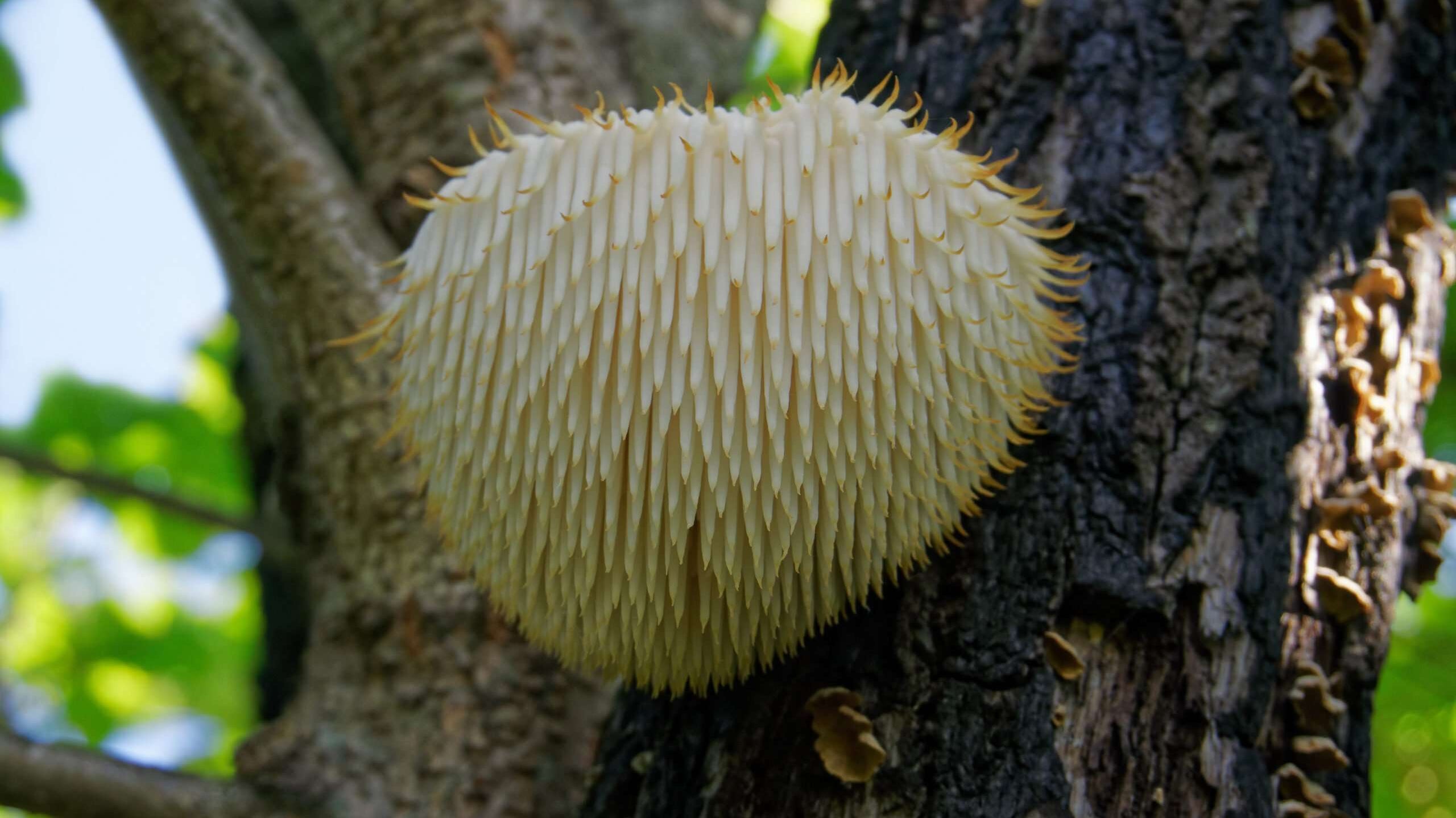 Lion's Mane Mushroom: The Complete Guide to Benefits, Uses, and More