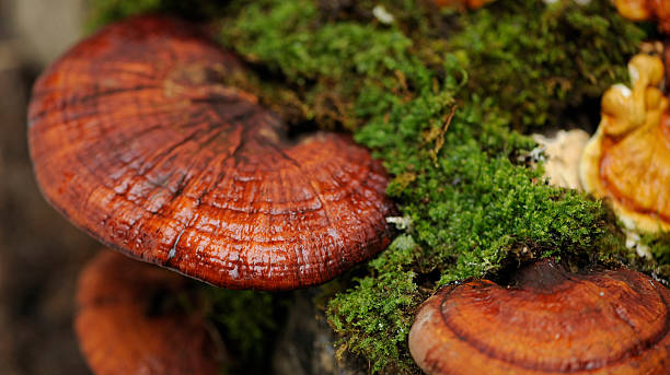 Fruiting Body vs Mycelium: What It Means for Your Coffee
