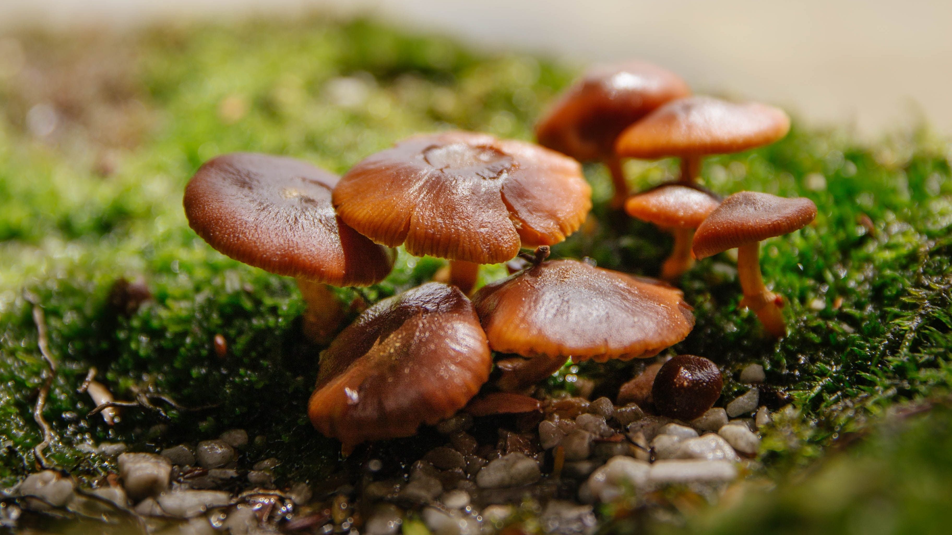Fruiting Body vs Mycelium: What It Means for Your Coffee