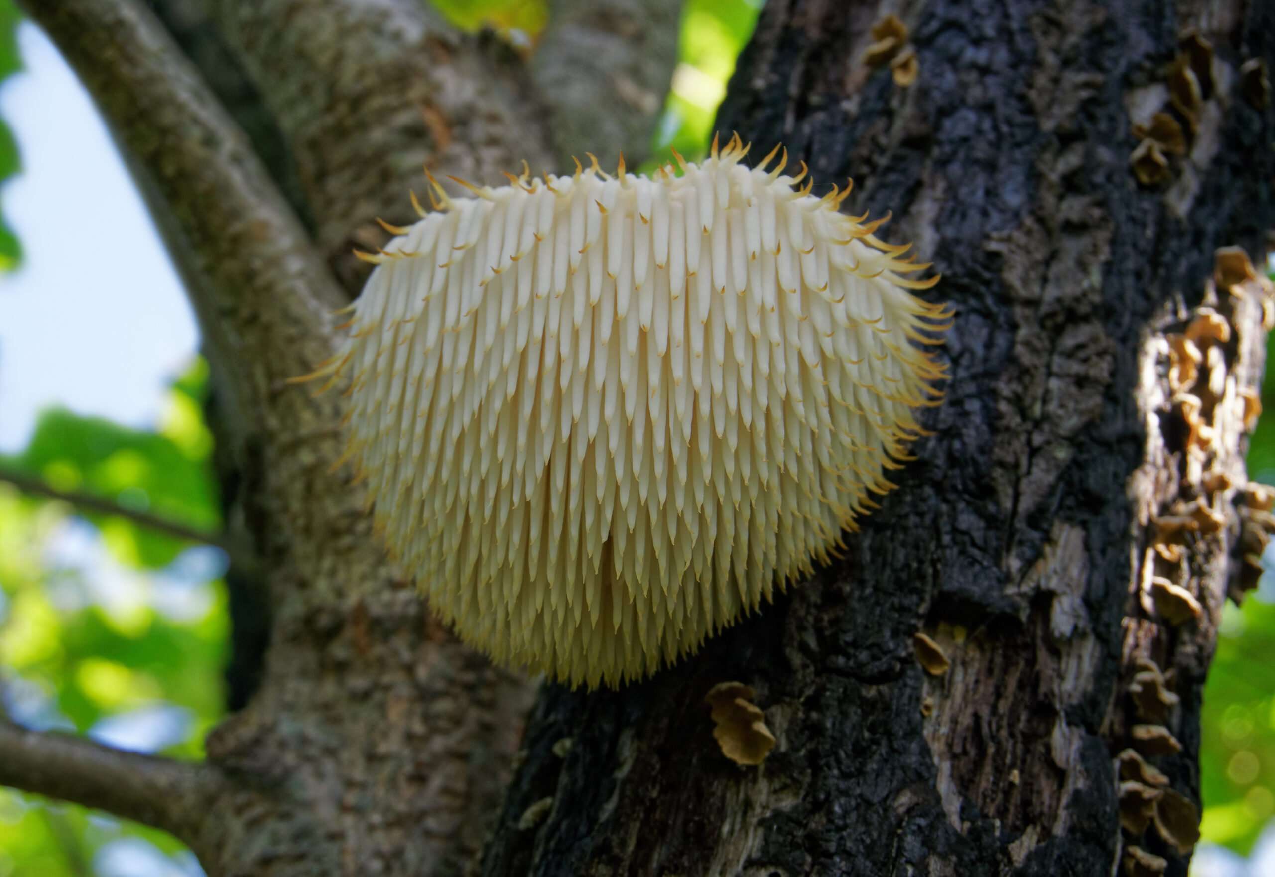Lion's Mane Mushroom: The Complete Guide to Benefits, Uses, and More