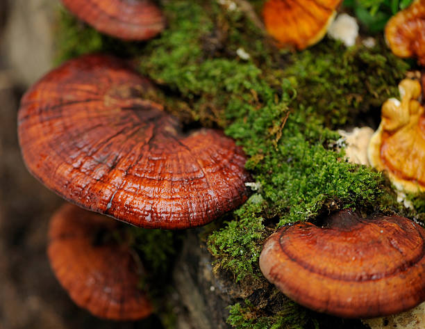 Fruiting Body vs Mycelium: What It Means for Your Coffee