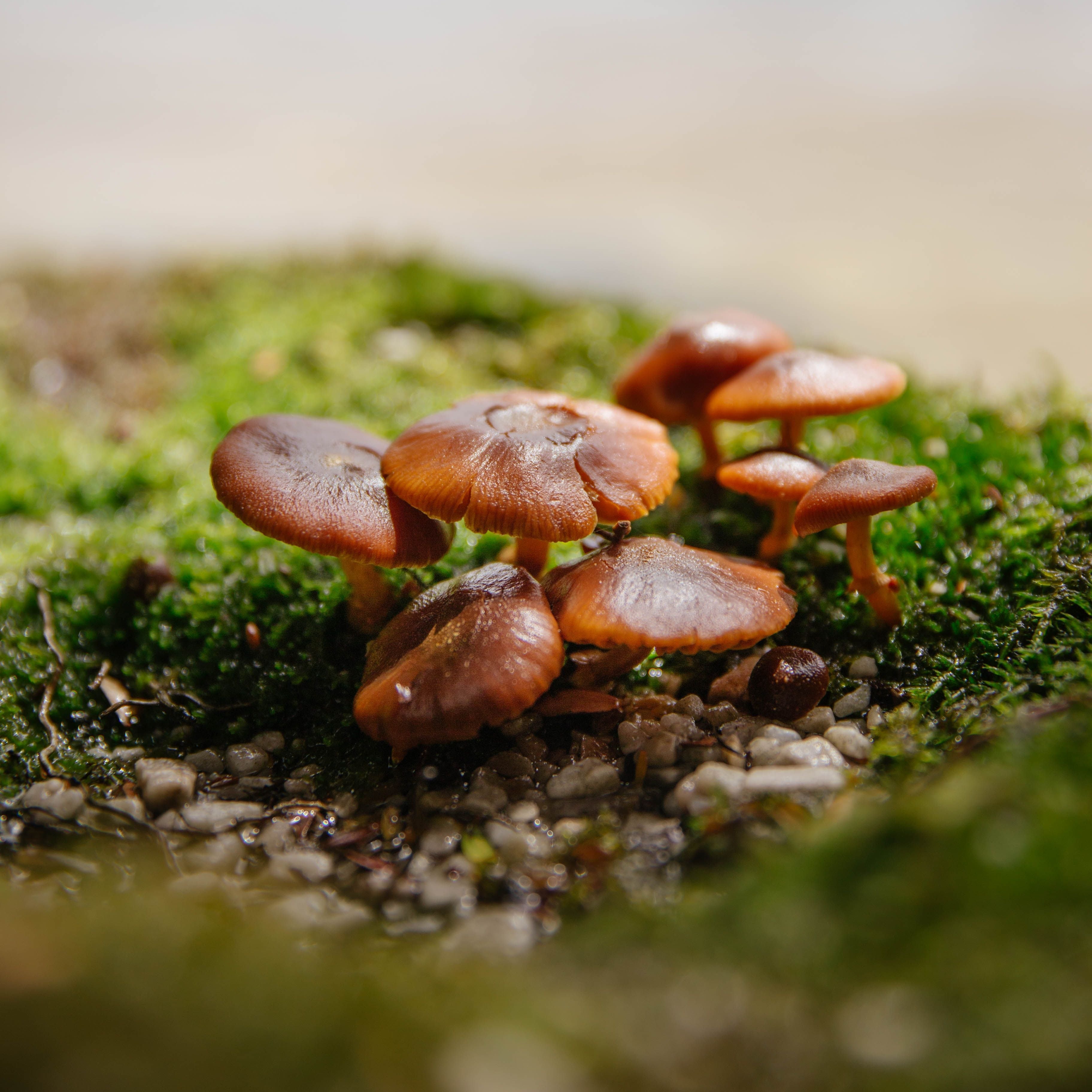Fruiting Body vs Mycelium: What It Means for Your Coffee