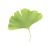 Ginkgo Biloba