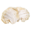 Lion's Mane Mushroom